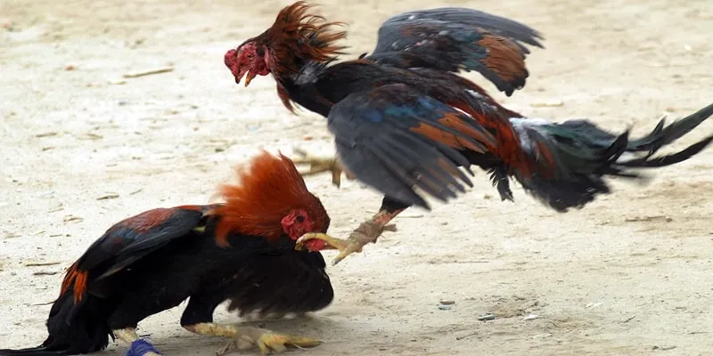 Công bằng, minh bạch và uy tín