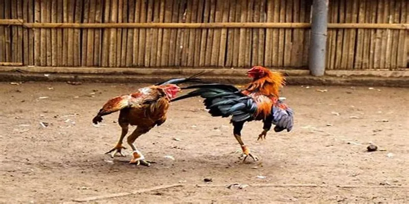 Bí kíp cho những ai mới tham gia bộ môn đá gà